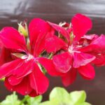 Gerani colorati con buccia di banana interrata nel vaso, per un'ottima fertilizzazione naturale.