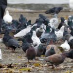 Piccioni allontanati dal giardino grazie a tecniche di colore e dissuasori visivi.