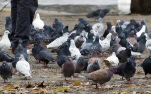 Piccioni allontanati dal giardino grazie a tecniche di colore e dissuasori visivi.