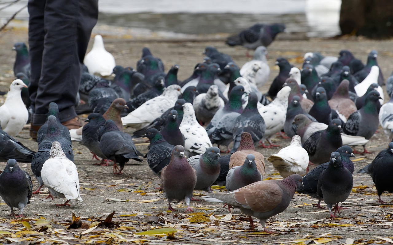 Piccioni allontanati dal giardino grazie a tecniche di colore e dissuasori visivi.