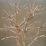 Rami di fico potati per migliorare l'illuminazione e la circolazione dell'aria nella chioma.