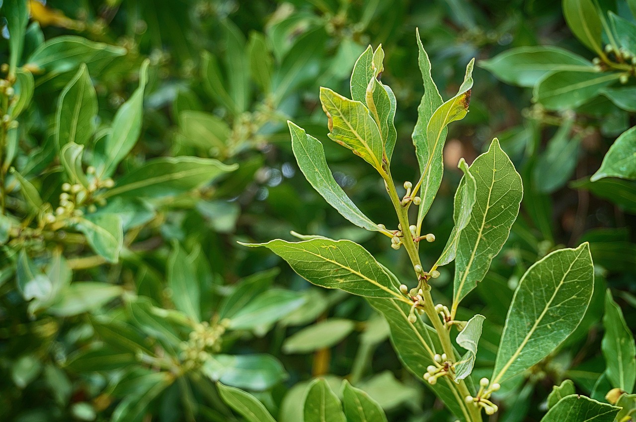 Pianta di alloro in giardino, simbolo di bellezza e benefici aromatici.