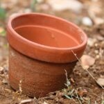 Insetto nel vaso, simbolo di problemi nascosti nelle piante domestiche.