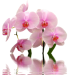 Giardiniere innaffia un'orchidea seguendo una tecnica innovativa.