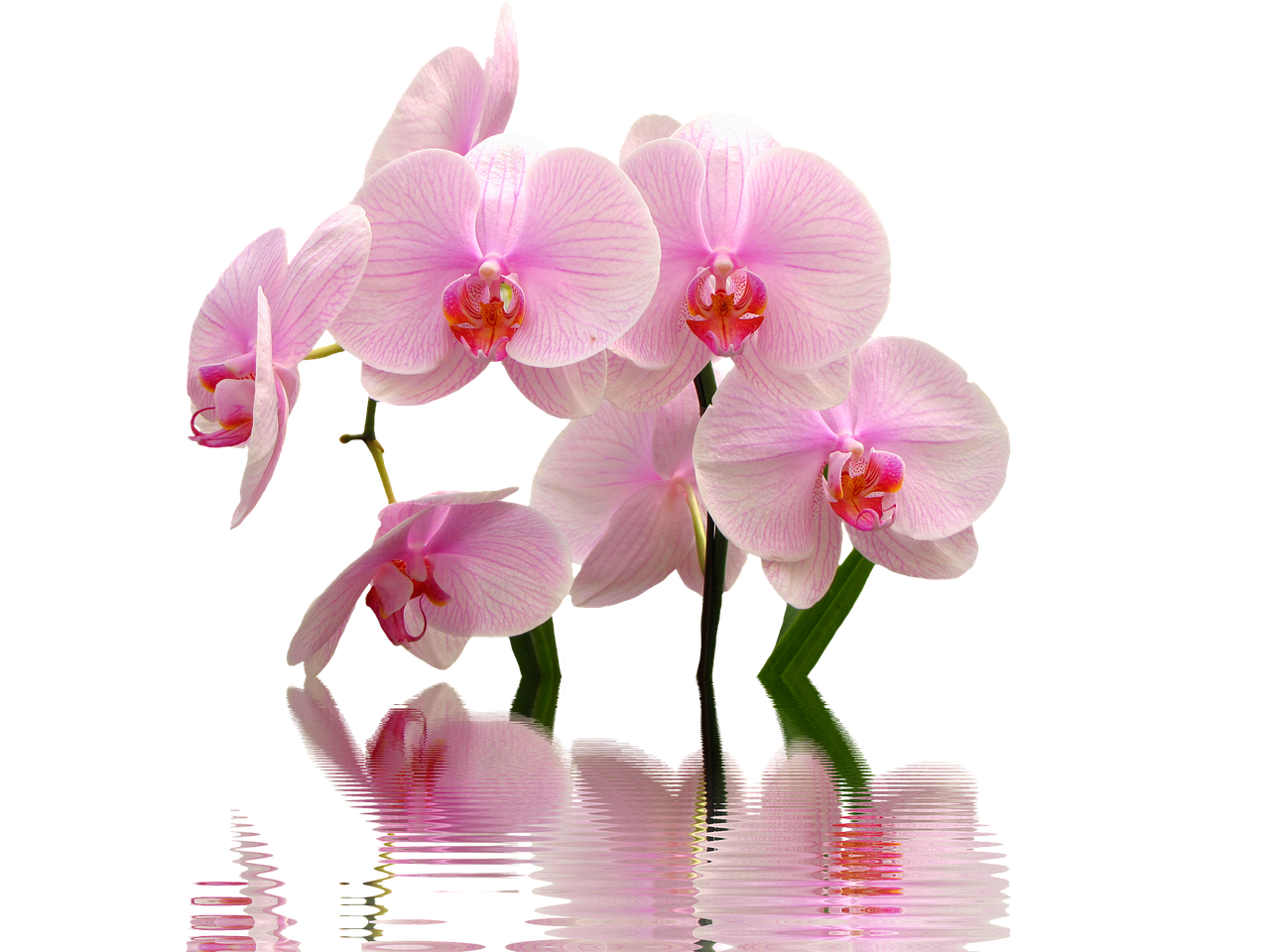 Giardiniere innaffia un'orchidea seguendo una tecnica innovativa.