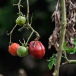 Pomodori in un orto sotto il sole, con segni di stress da afa. Consigli per la cura immediata.