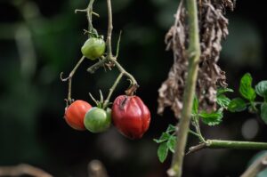 Cenere sparsa attorno a piante di pomodoro in un orto, evidenziando l'uso come concime naturale.