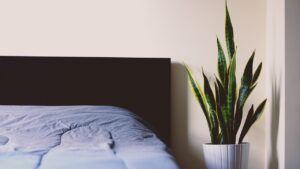 Sansevieria in un soggiorno, ideale per purificare l'aria e migliorare l'ambiente domestico.