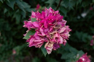 Bouganville in giardino con fiori appassiti, evidenziando un errore di cura comune.
