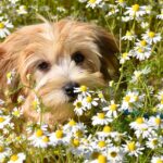 Piante tossiche per cani nel giardino, evidenziando alcune varietà pericolose.