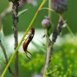 Insetto forbice su una foglia verde, pronto a danneggiare le piante.