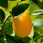 Limone appassito in vaso, evidenziando foglie ingiallite e segni di carenza minerale.