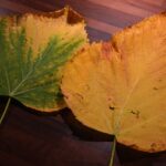 Foglie gialle di pianta con rimedi naturali per riportarle al verde, ispirati ai trucchi della nonna.