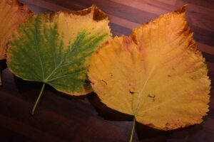Foglie gialle di pianta con rimedi naturali per riportarle al verde, ispirati ai trucchi della nonna.