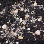 Ortaggi da seminare a febbraio per un raccolto primaverile anticipato nell'orto.