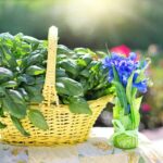 Vaso di basilico con foglie gialle, segno di problemi di salute della pianta.