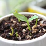 Fertilizzante naturale per piante, con ingredienti freschi e nutrienti, in un giardino rigoglioso.