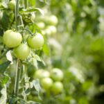 Pomodori in crescita con concime naturale per migliorare la salute delle piante.