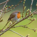 Balcone decorato con piante e cibo per attirare pettirossi.