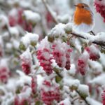 Pettorosso sul ramo, circondato da piante e mangiatoie nel giardino invernale.