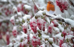 Pettorosso sul ramo, circondato da piante e mangiatoie nel giardino invernale.