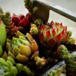 Piante grasse protette dal freddo, pronte per l'inverno con coperture e cure adeguate.