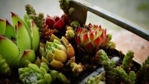 Piante grasse protette dal freddo, pronte per l'inverno con coperture e cure adeguate.