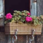 Gerani in vaso con foglie verdi e fiori colorati, illustrazione di pratiche da evitare nella cura delle piante.