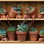 Piante grasse in un vaso, posizionate su un davanzale soleggiato per una crescita ottimale.