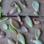 Piante grasse in difficoltà a causa di eccesso d'acqua, evidenziando foglie marcite.