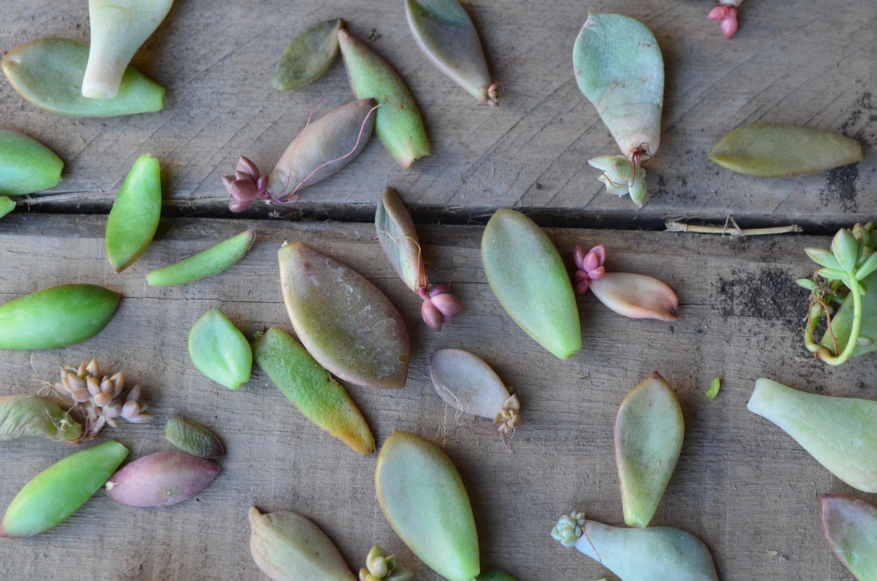 Piante grasse in difficoltà a causa di eccesso d'acqua, evidenziando foglie marcite.