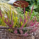 Pianta magica fiorita che cresce senza sostegni in un giardino colorato fino all'autunno.