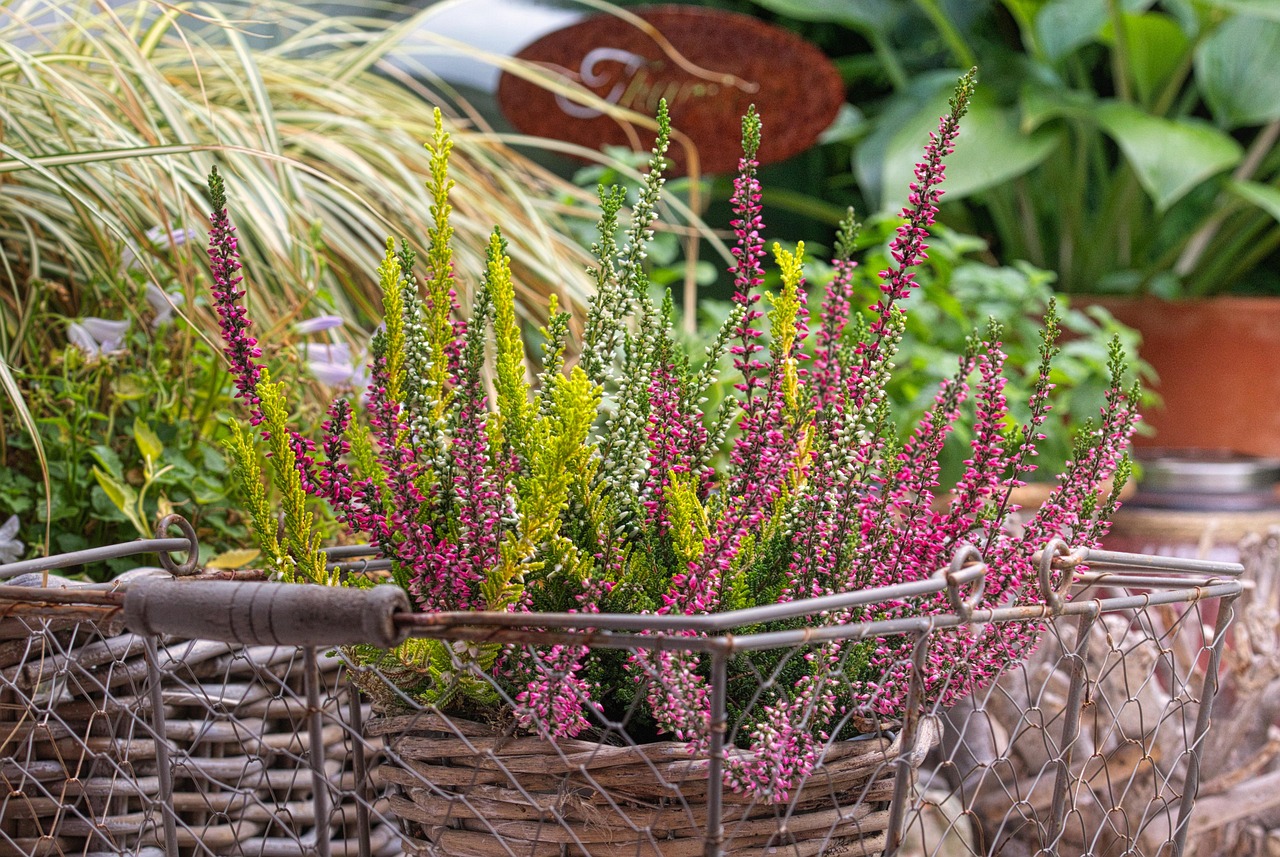 Pianta magica fiorita che cresce senza sostegni in un giardino colorato fino all'autunno.