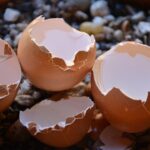 Gusci d'uovo sminuzzati in un vaso di fiori, utilizzati come fertilizzante naturale per le piante.