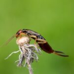 Insetto forbice su foglia verde, evidenziato per identificazione nel giardino.
