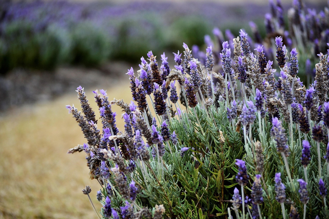 Lavanda in fiore con un cartello che avverte di non potare in questo periodo.