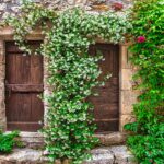 Pianta rampicante sempre in fiore, verde rigoglioso e fiori vivaci, simbolo di bellezza e resistenza.