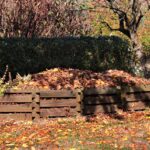 Foglie secche utilizzate come pacciamatura per proteggere le piante dal freddo.