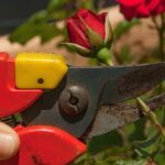 Rosa in fiore con potatura recente, simbolo di cura per una fioritura abbondante.