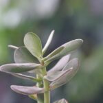 Talee di Albero di Giada pronte per essere piantate in vasi, con foglie verdi e lucide.