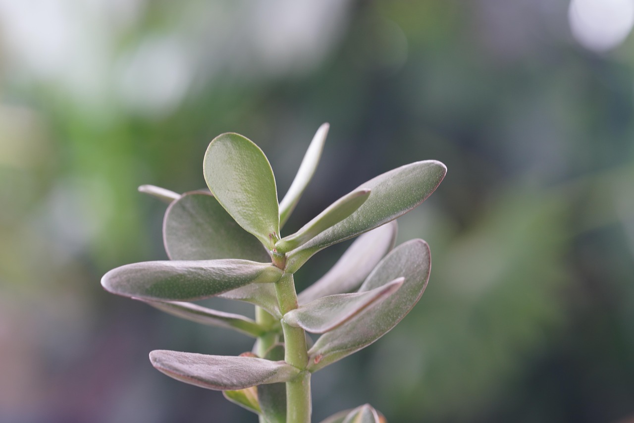 Talee di Albero di Giada pronte per essere piantate in vasi, con foglie verdi e lucide.