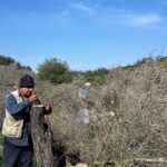 Potatura di una pianta a febbraio, evidenziando i rami tagliati e il rischio di mancanza di fiori.