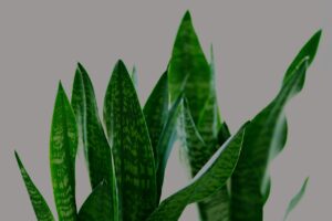 Sanseveria innaffiata correttamente in un ambiente con diverse temperature e umidità.