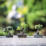 Bonsai verde rigoglioso su un tavolo, ideale per principianti e resistente alla siccità.