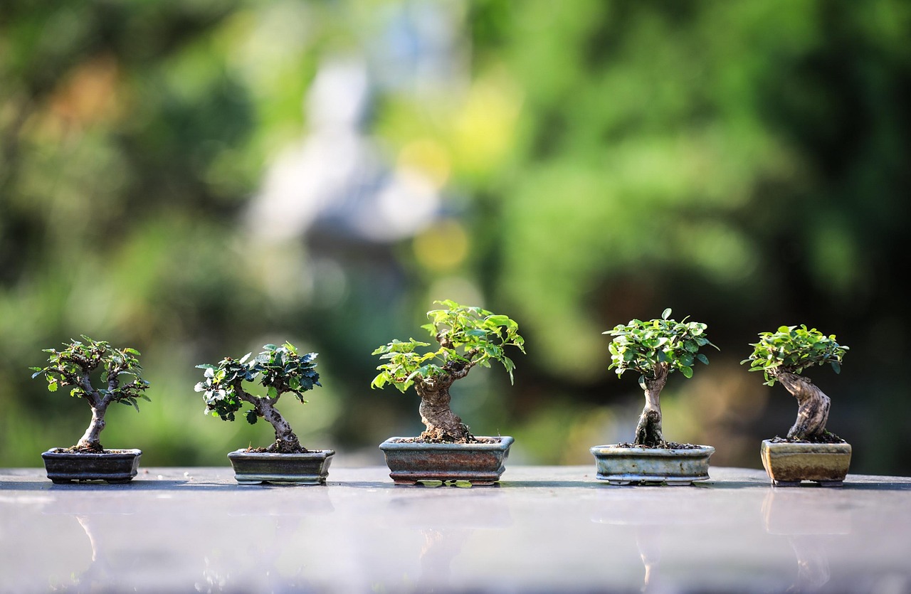 Bonsai verde rigoglioso su un tavolo, ideale per principianti e resistente alla siccità.