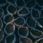 Orchidee rigogliose cresciute con fertilizzante a base di caffè usato.