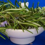 Ramoscello di rosmarino fresco su sfondo bianco, simbolo di memoria e benessere mentale.