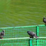 Trappola per piccioni di colore specifico, illustrata nel funzionamento e nell'uso efficace.