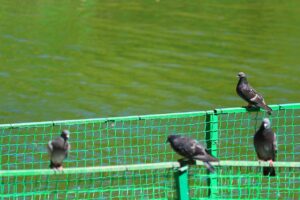 Trappola per piccioni di colore specifico, illustrata nel funzionamento e nell'uso efficace.