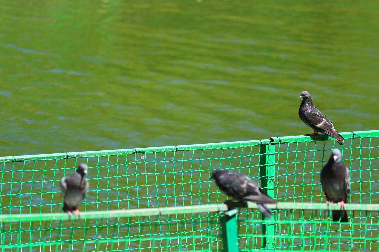 Trappola per piccioni di colore specifico, illustrata nel funzionamento e nell'uso efficace.